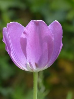 tulip-123122__340